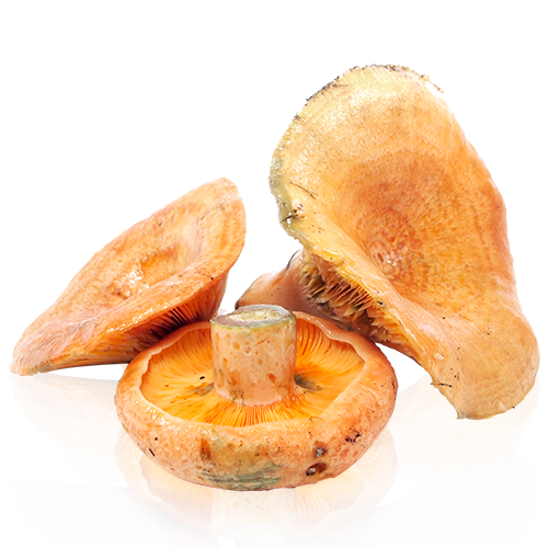 Rovellon Botón