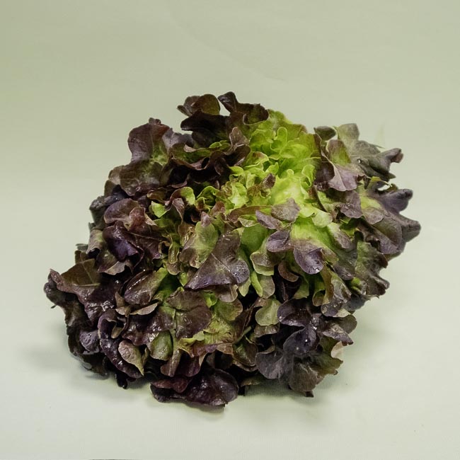 Lechuga Hoja de Roble