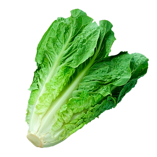 Lechuga Larga 