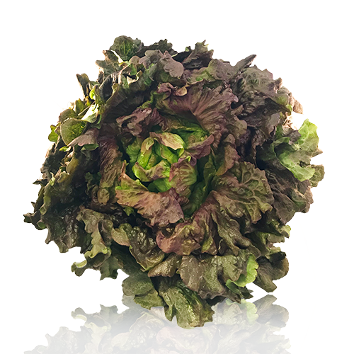 Lechuga Maravilla