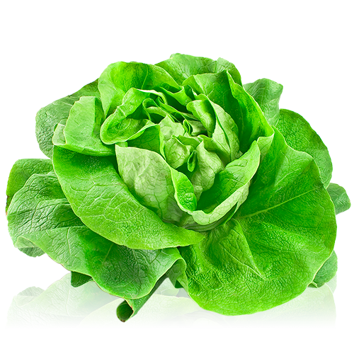 Lechuga Trocadero