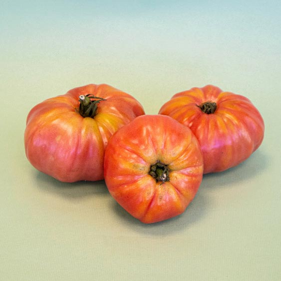 Tomate Rosa