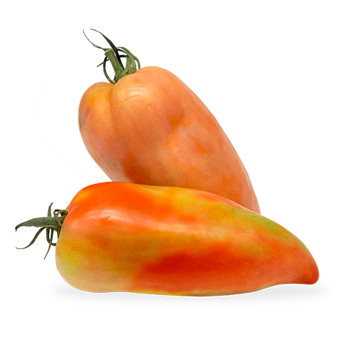 Tomate Pebroter