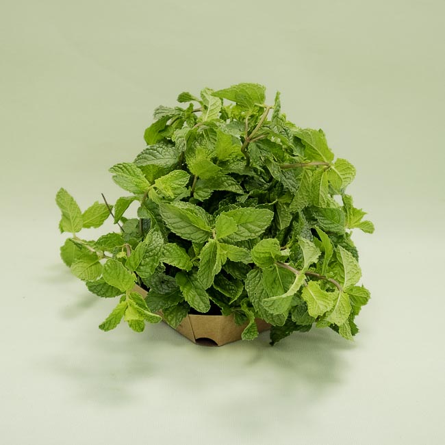 Menta Manojo
