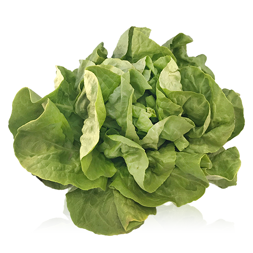 Lechuga Trocadero Bio