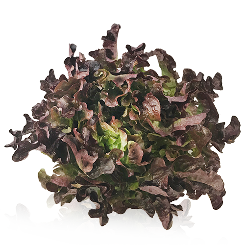 Lechuga Hoja de Roble Bio