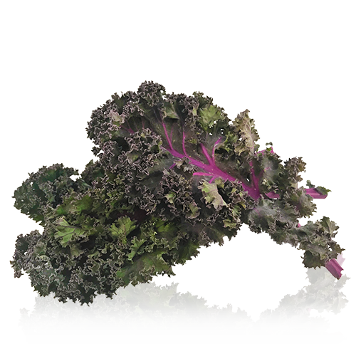  Col Kale Roja en Bolsa Bio