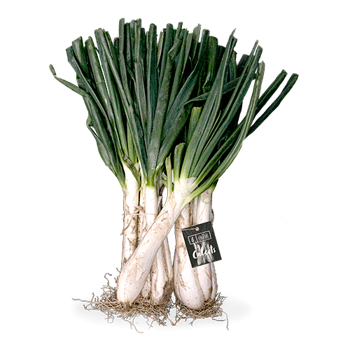 Calçots Manojo (25 u.)