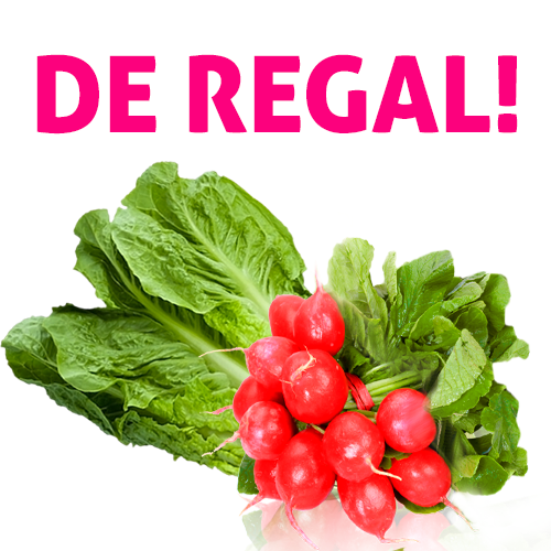 Lechuga Larga de Caldes de Montbui + rábanos