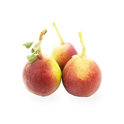 Pera Magallona