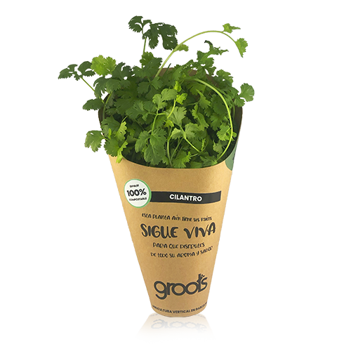 Planta de Cilantro Groots