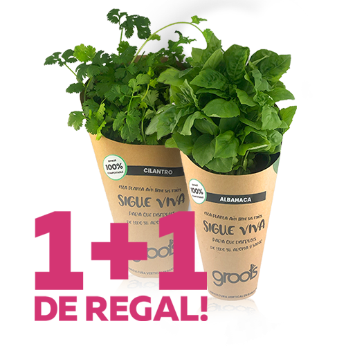 1+1 de Regalo Planta de Albahaca + Planta de Cilantro Groots
