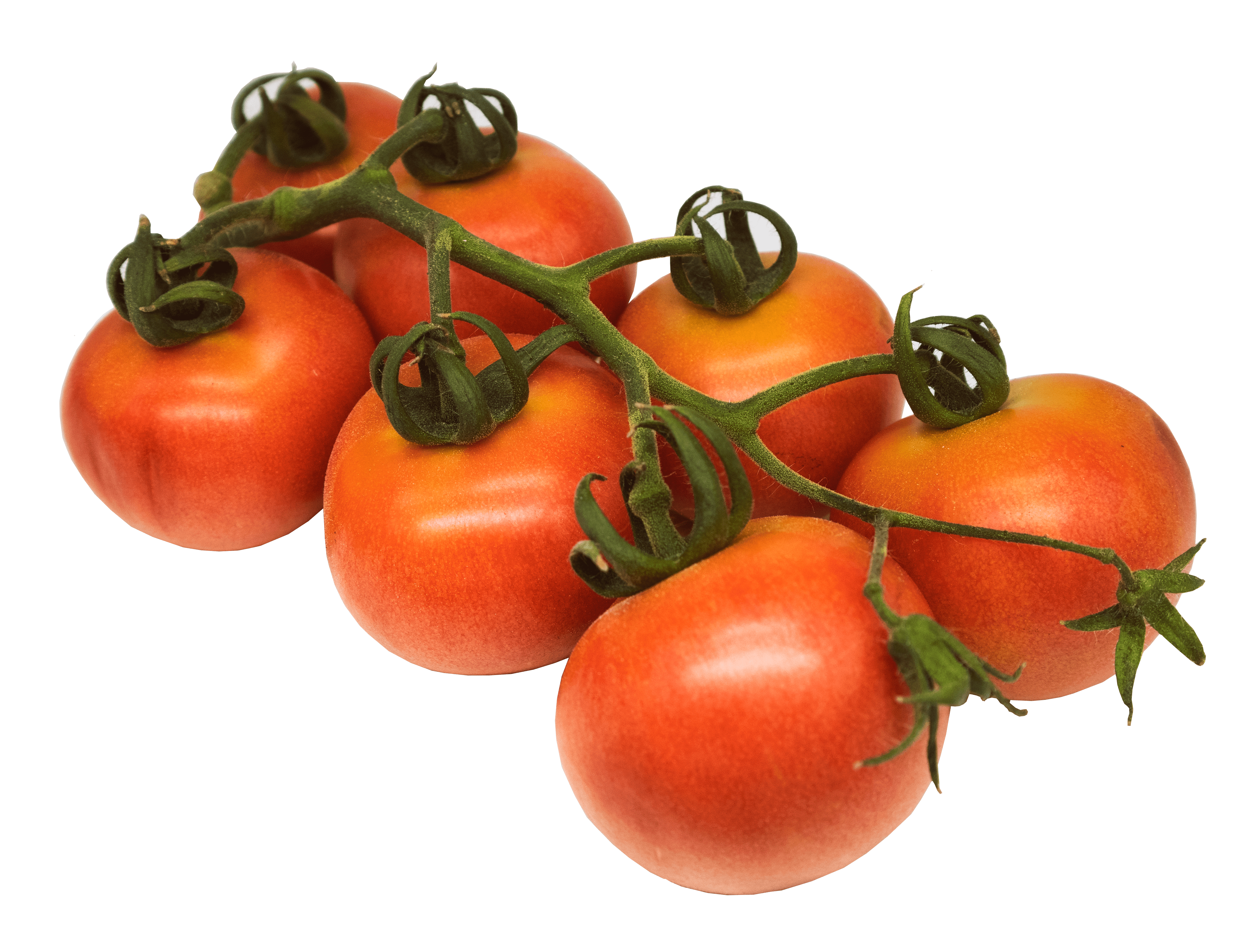Tomate de Colgar Rama
