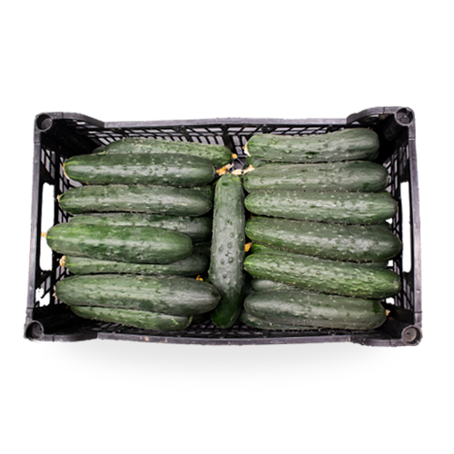 Caja 12kg Pepino