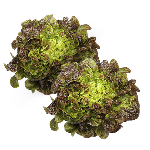 Pack 2u. Lechuga Hoja de Roble