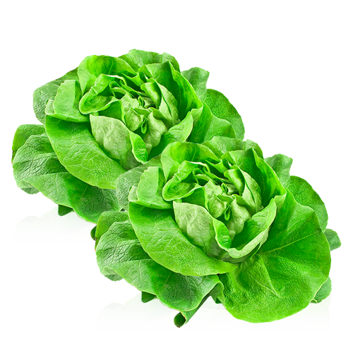 Pack 2u. Lechuga Trocadero