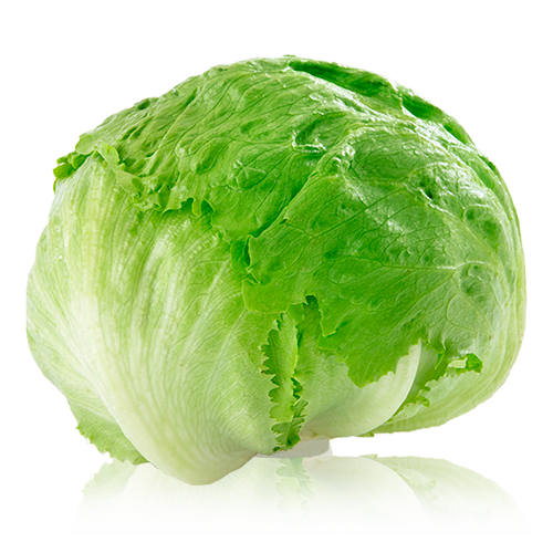 Lechuga Iceberg 