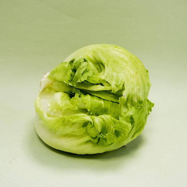 Lechuga Iceberg 