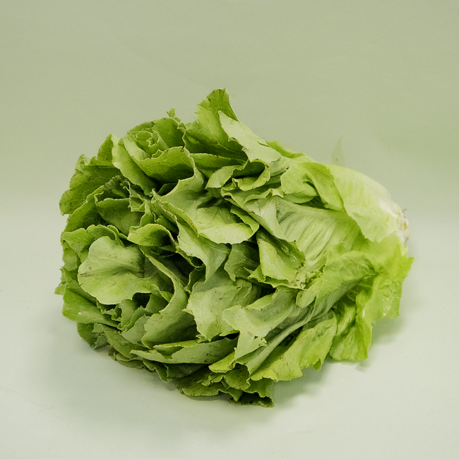 Lechuga Larga 