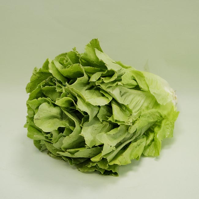 Lechuga Larga 