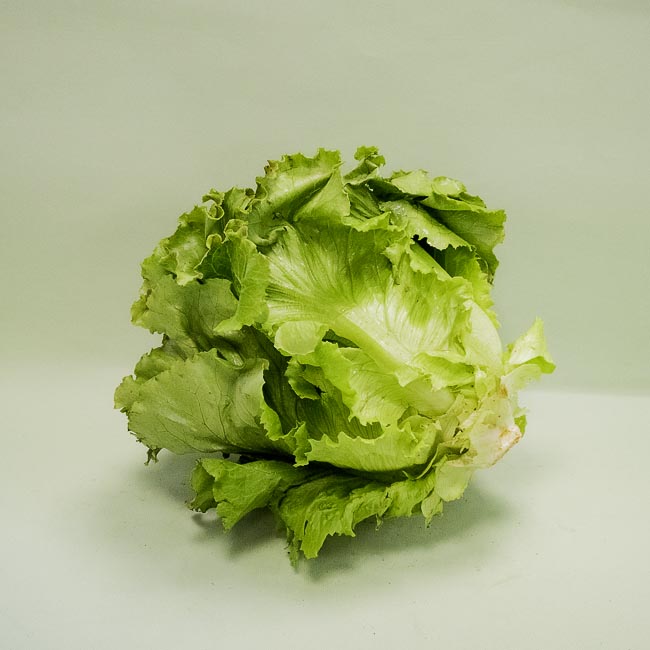 Lechuga Maravilla 