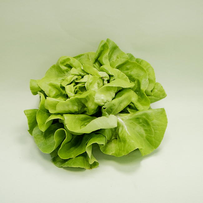 Lechuga Trocadero