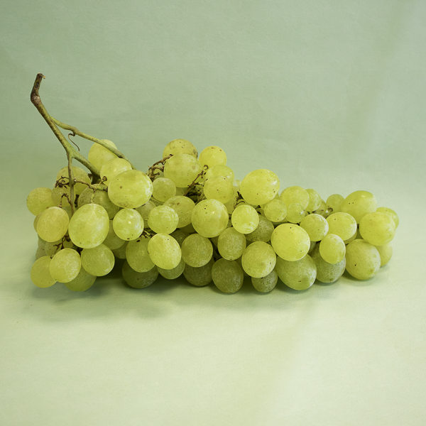 Uva Blanca
