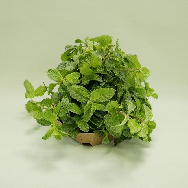 Menta Manat