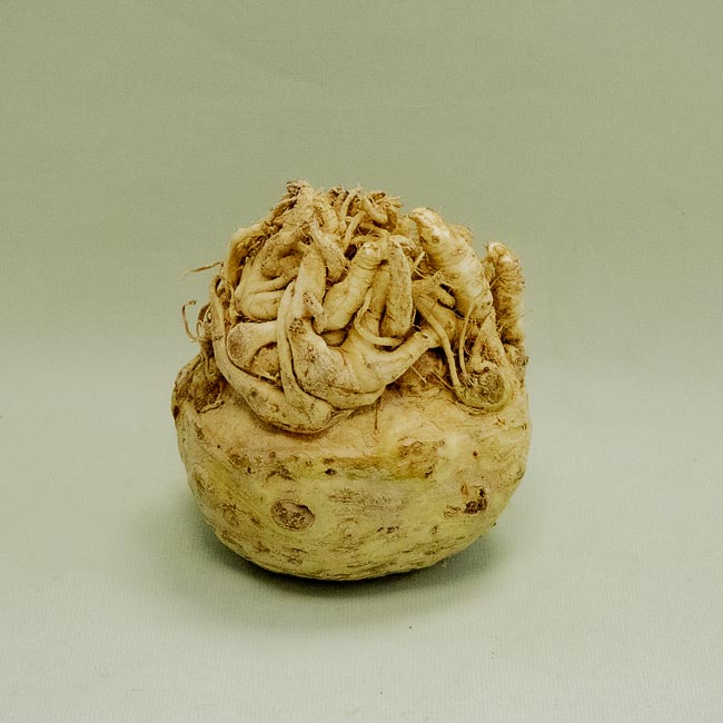 Raíz del Apio (Celeri)