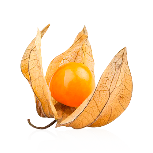 Physalis  