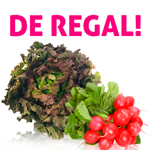 Enciam Meravella + raves