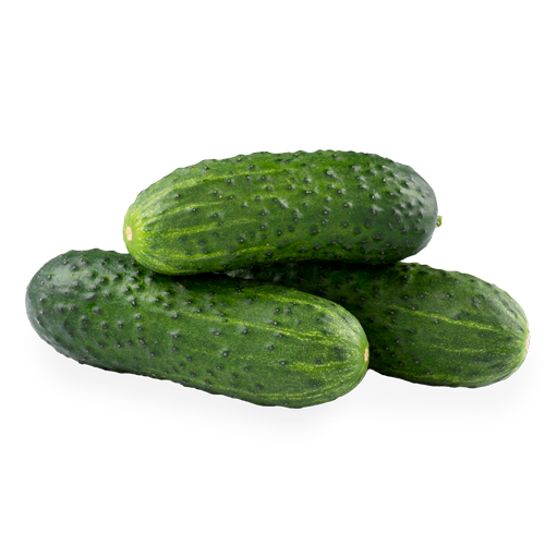 Cogombre Curt